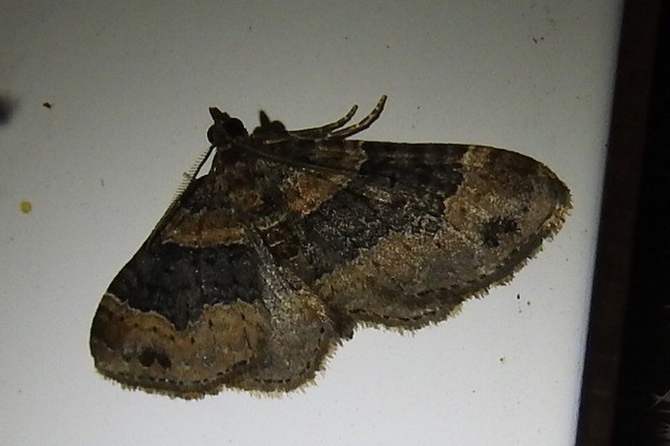 Xanthorhoe ferrugata - kerti tarkaaraszoló