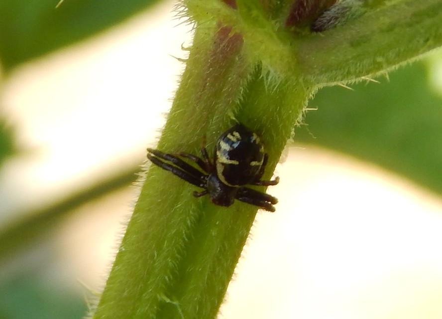 Synema globosum/ornatum