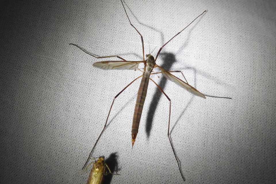 Tipula