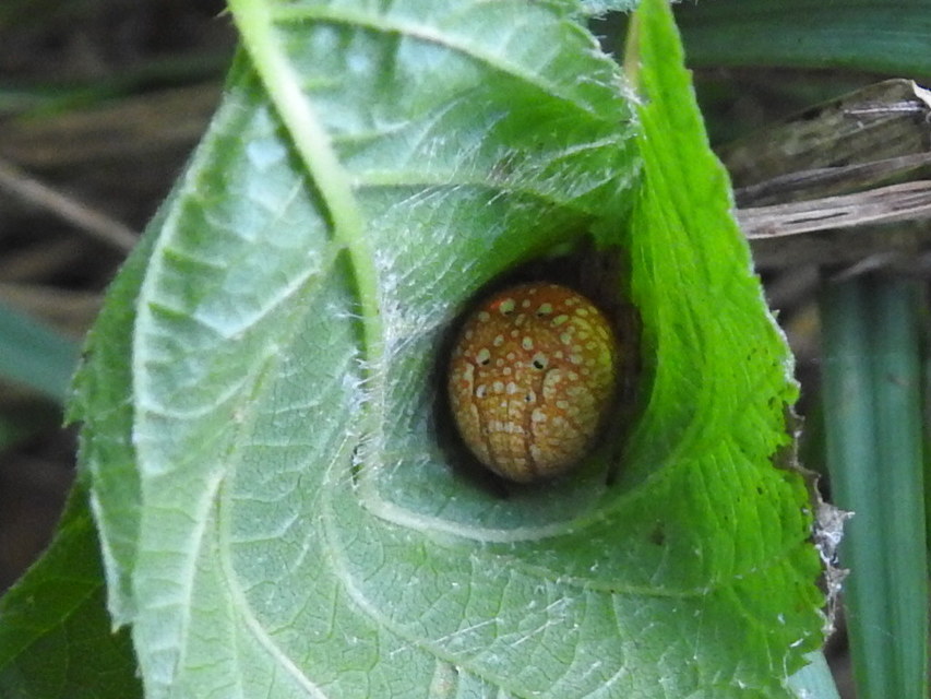 Araneus alsine - hűsölő keresztespók