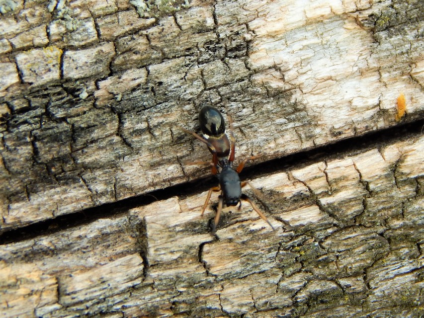 Leptorchestes berolinensis - fekete hangyautánzópók