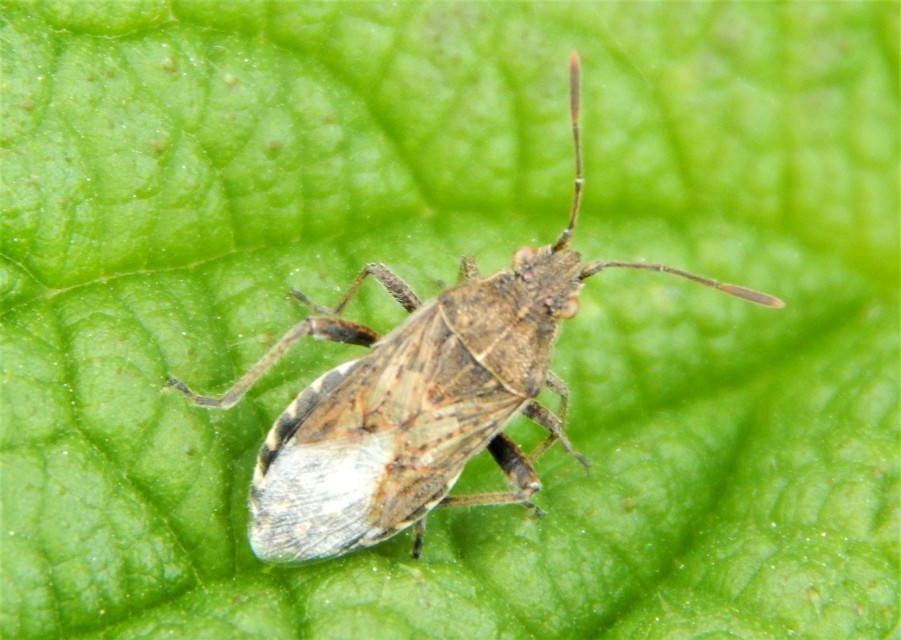 Heteroptera - Poloskák