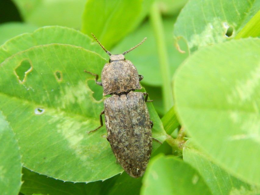 Agrypnus murinus - egérszínű pikkelyespattanó