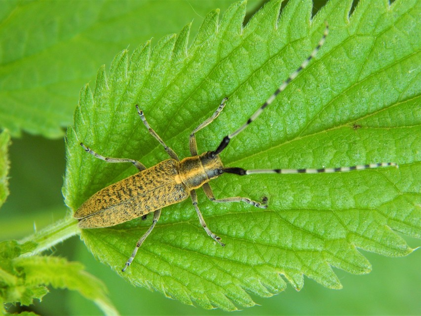 Agapanthia villosoviridescens - fehérgyűrűs bogáncscincér