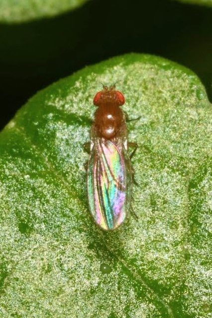 Drosophilidae - muslicafélék