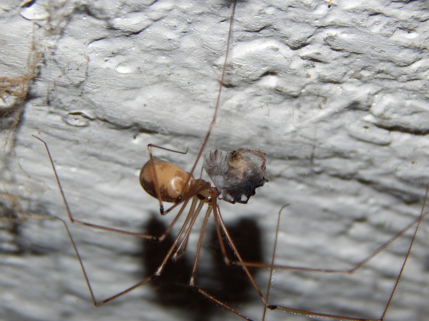 Pholcus phalangioides - nagy álkaszáspók Pholcus phalangioides - nagy álkaszáspók