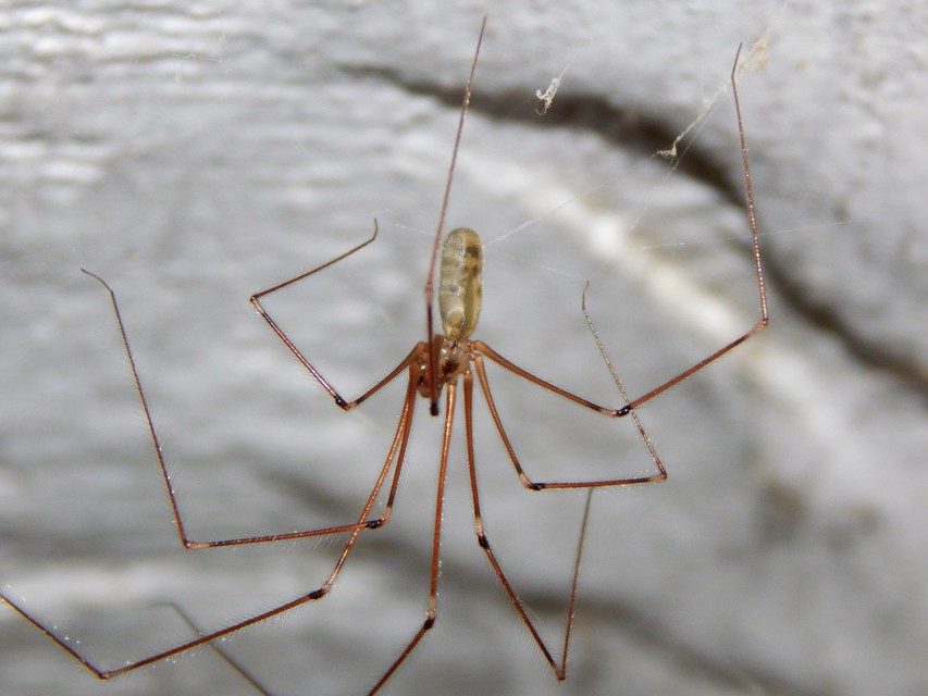 Pholcus phalangioides - nagy álkaszáspók Pholcus phalangioides - nagy álkaszáspók