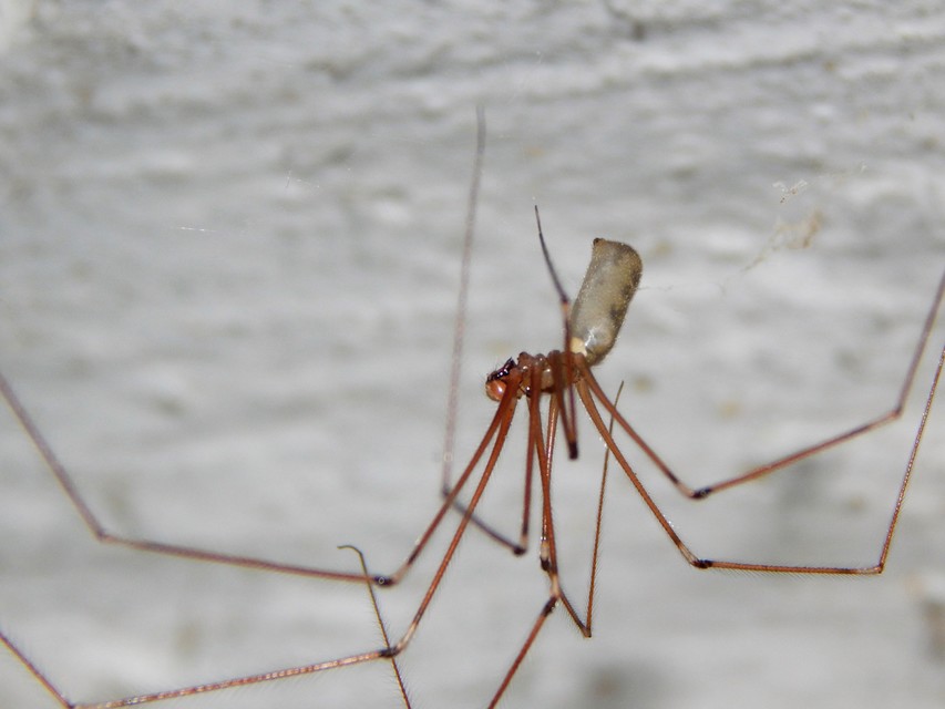 Pholcus phalangioides - nagy álkaszáspók Pholcus phalangioides - nagy álkaszáspók