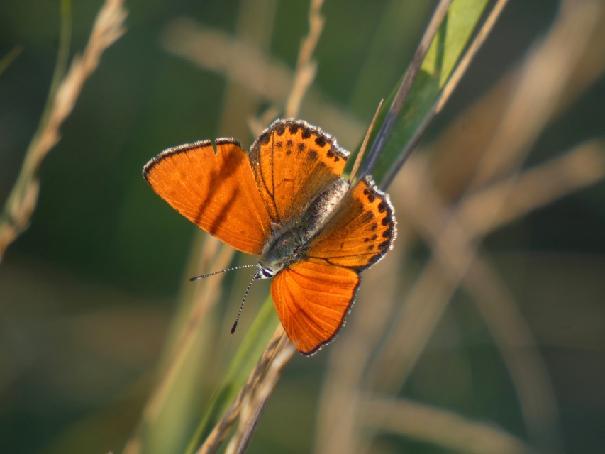 Lycaena thersamon - kis tűzlepke