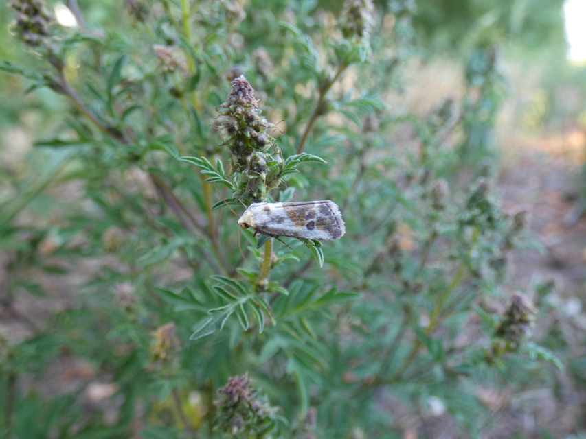 Ponometia candefacta - parlagfűbagoly