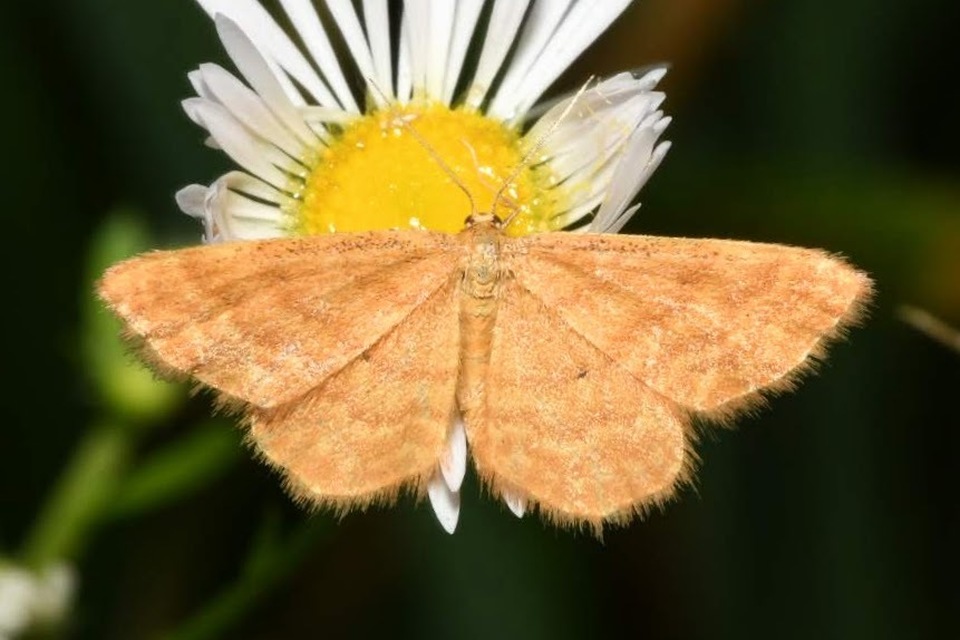Idaea serpentata - kis sávosaraszoló