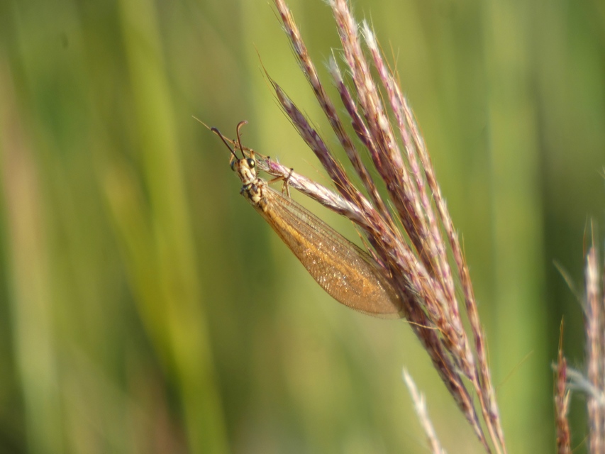 Myrmecaelurus trigrammus - hangyafarkas