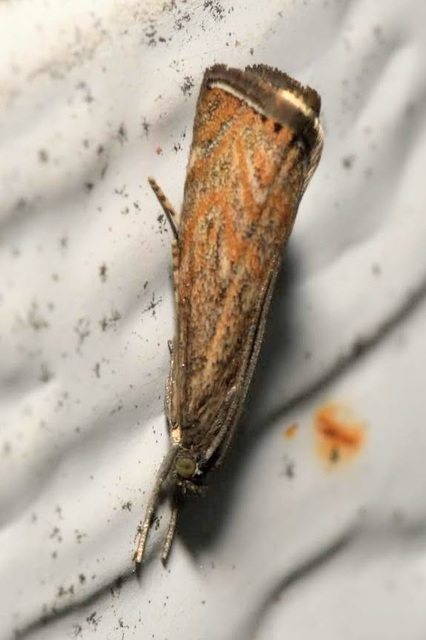 Platytes cerussella - törpe fűgyökérmoly