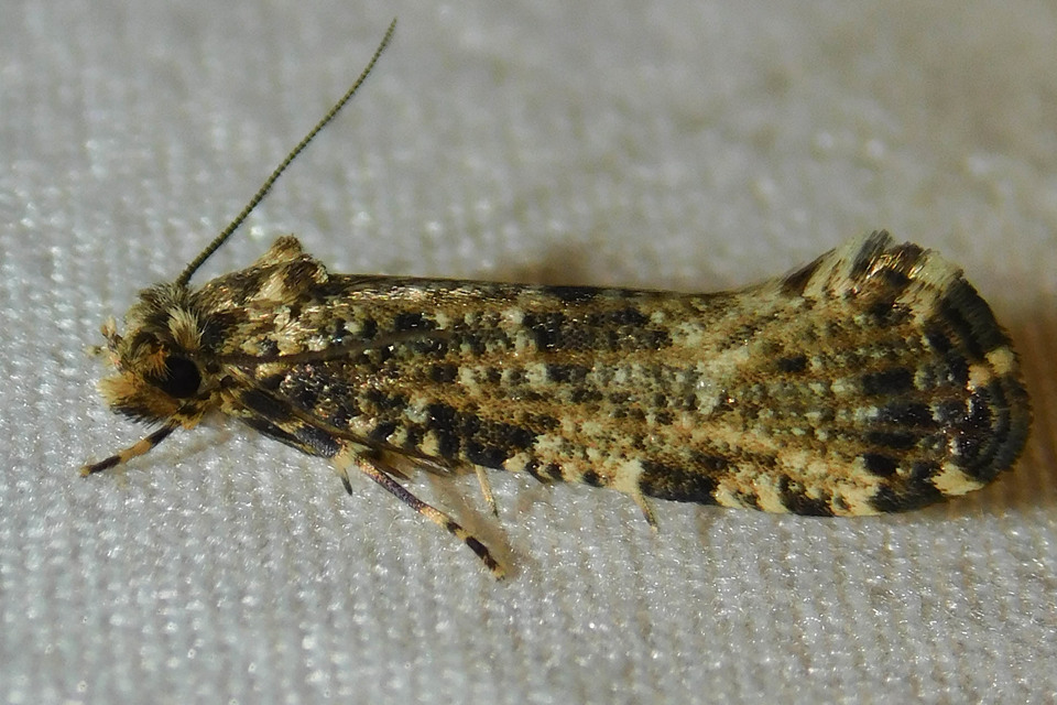Morophaga choragella - közönséges óriásmoly