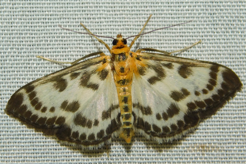 Anania hortulata - tarka csalánmoly