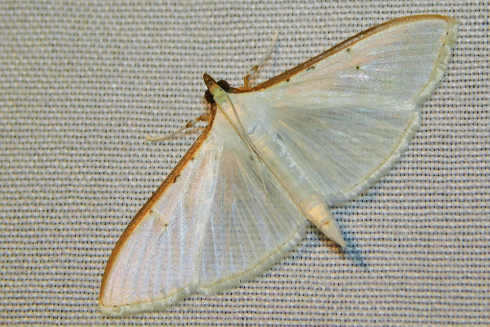 Palpita vitrealis - hófehér tűzmoly