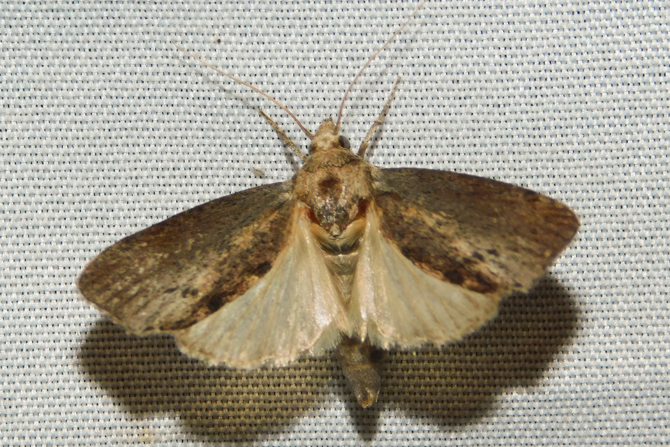Galleria mellonella - nagy viaszmoly