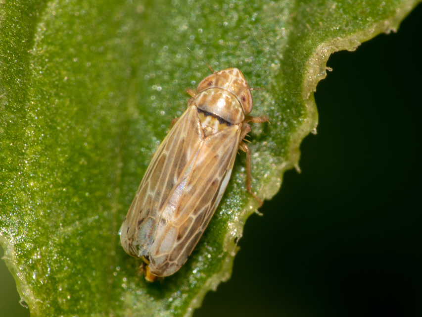 Psammotettix alienus