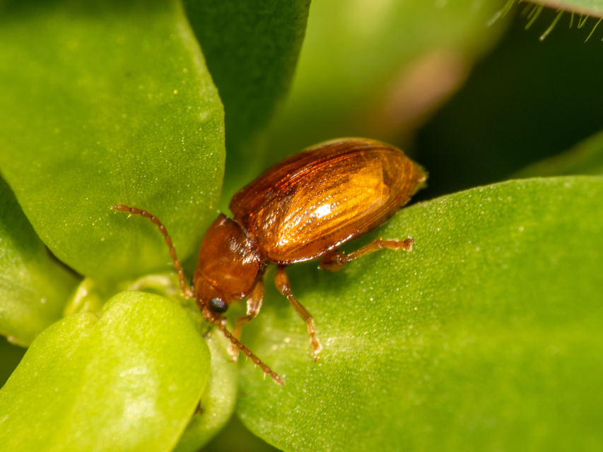 Neocrepidodera