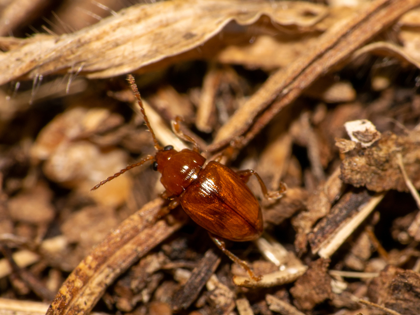 Neocrepidodera