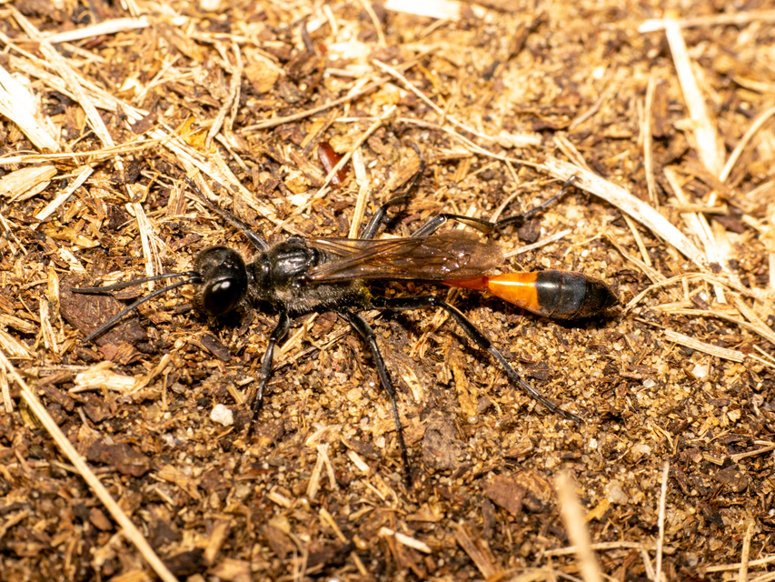Ammophila sabulosa - homoki hernyóölődarázs