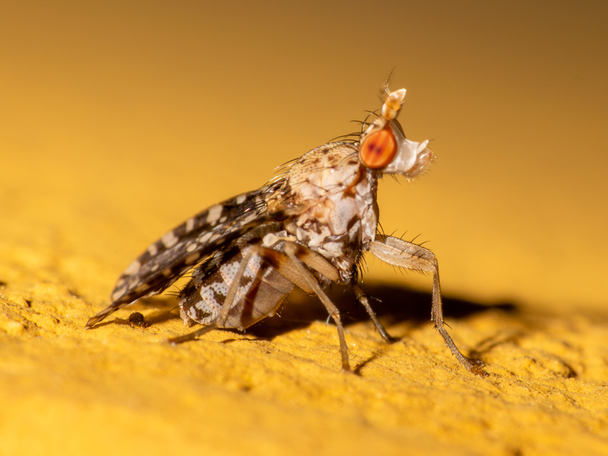 Trypetoptera punctulata - pirosszemű szarvaslégy