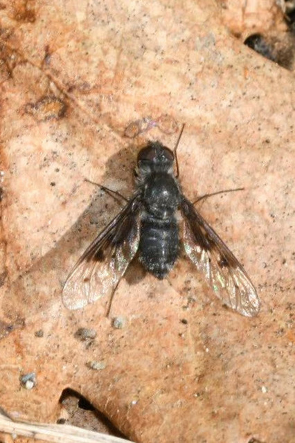 Anthrax trifasciatus