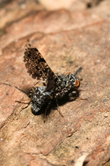 Callopistromyia annulipes - pávalégy
