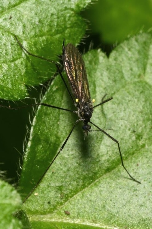 Gnophomyia viridipennis