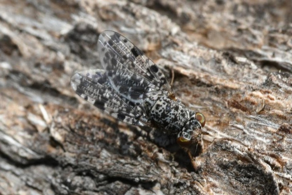 Callopistromyia annulipes - pávalégy