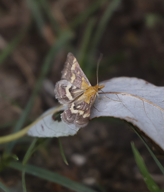 Pyrausta ostrinalis - ritka bíbormoly