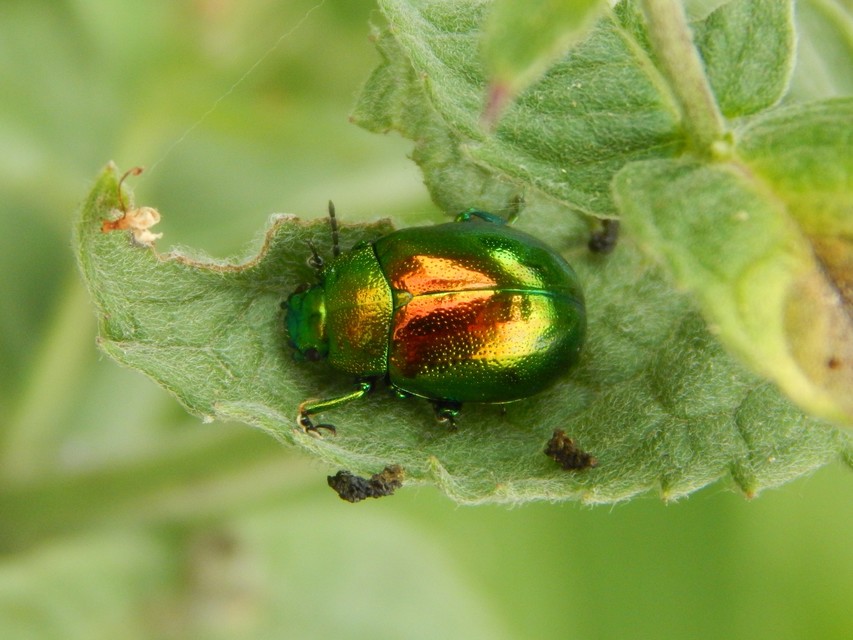 Chrysolina herbacea - zöld mentalevelész