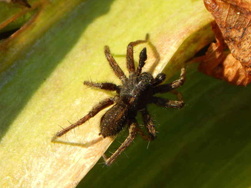 Pardosa