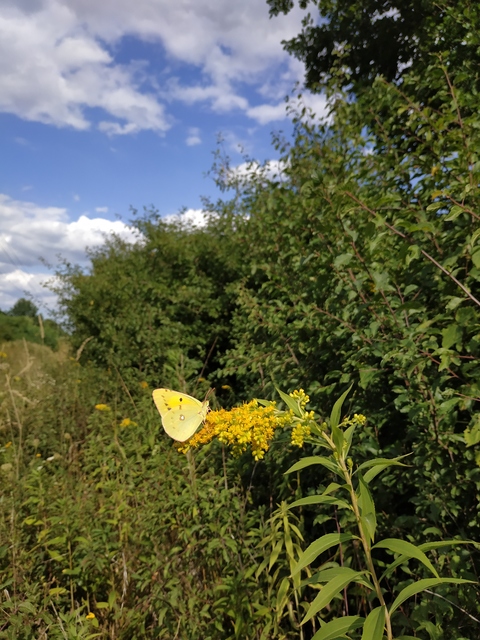 Colias croceus - sáfránylepke Colias croceus - sáfránylepke