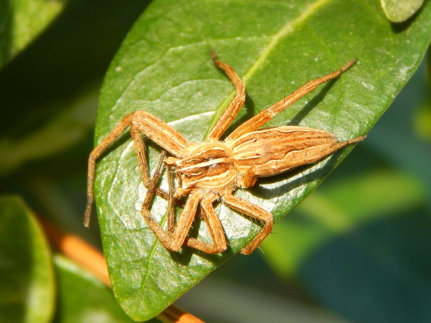 Pisaura mirabilis - csodáspók