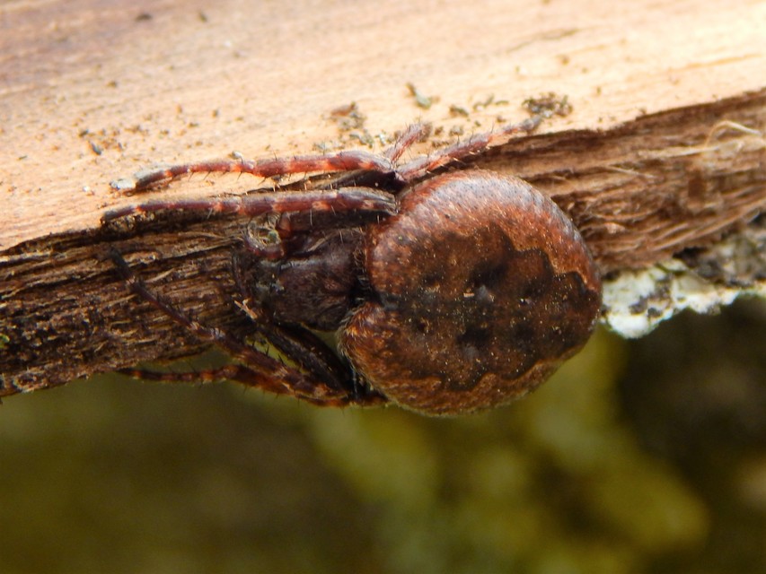 Nuctenea umbratica - közönséges rés-keresztespók