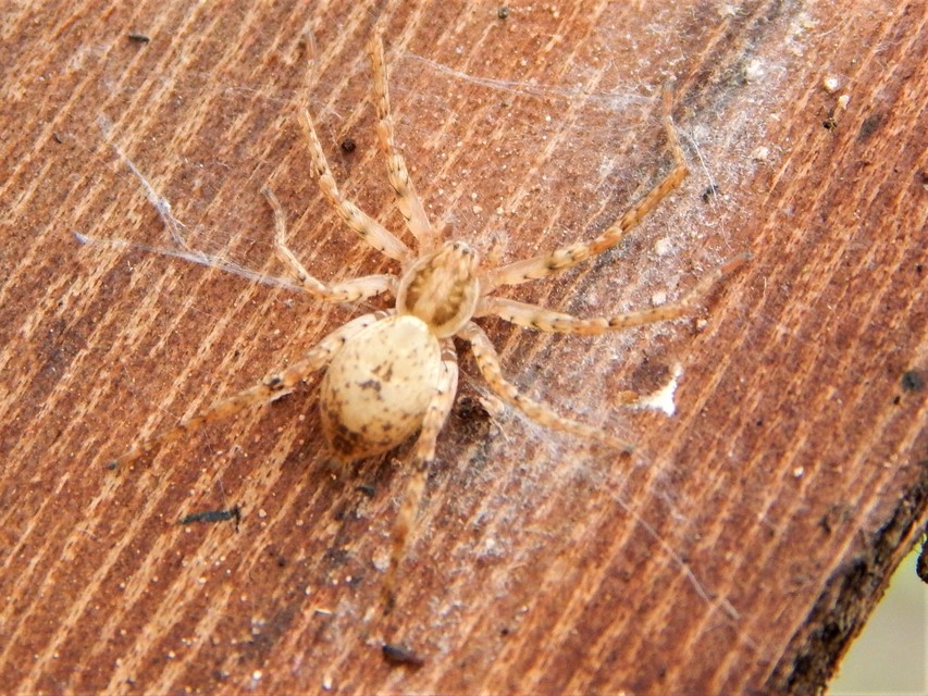 Anyphaena accentuata - jegyespók