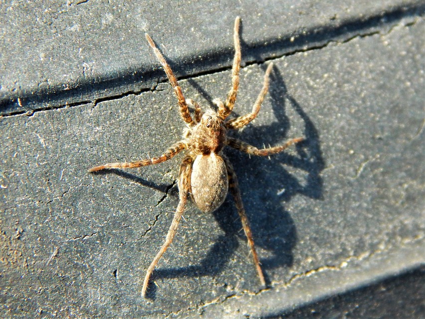 Pardosa