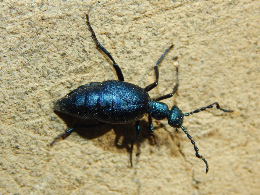 Meloe violaceus - kék nünüke