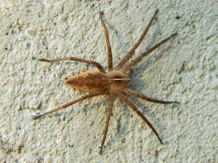 Pisaura mirabilis - csodáspók