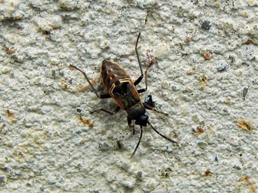 Heteroptera - Poloskák