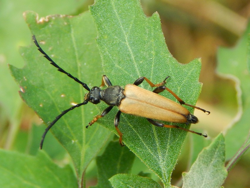 Stictoleptura rubra - vörös virágcincér