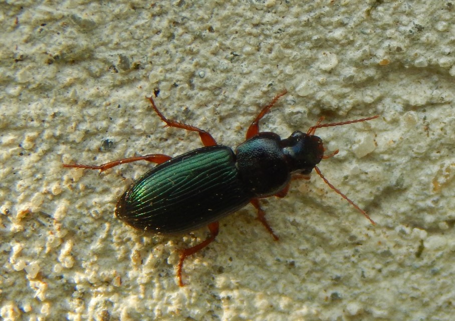 Ophonus azureus - azúrkék bársonyfutó