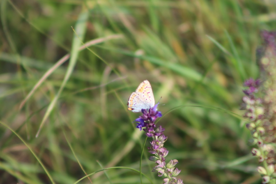 Lycaena thersamon - kis tűzlepke