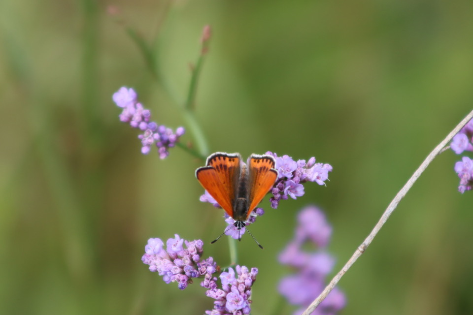 Lycaena thersamon - kis tűzlepke