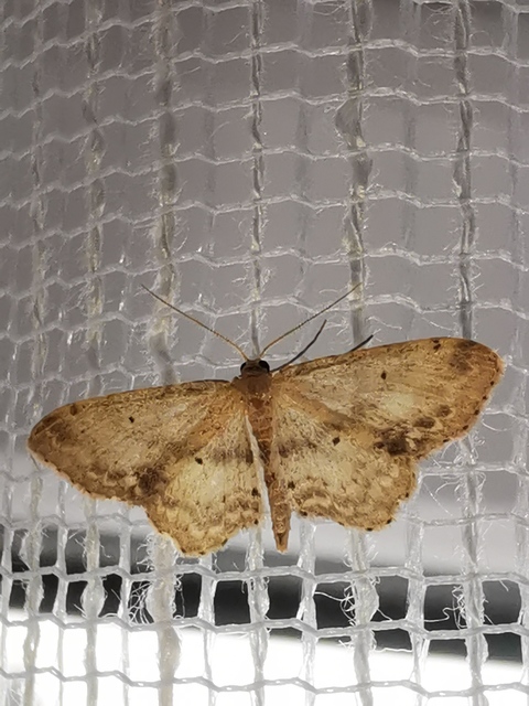 Idaea dimidiata - gyakori apróaraszoló