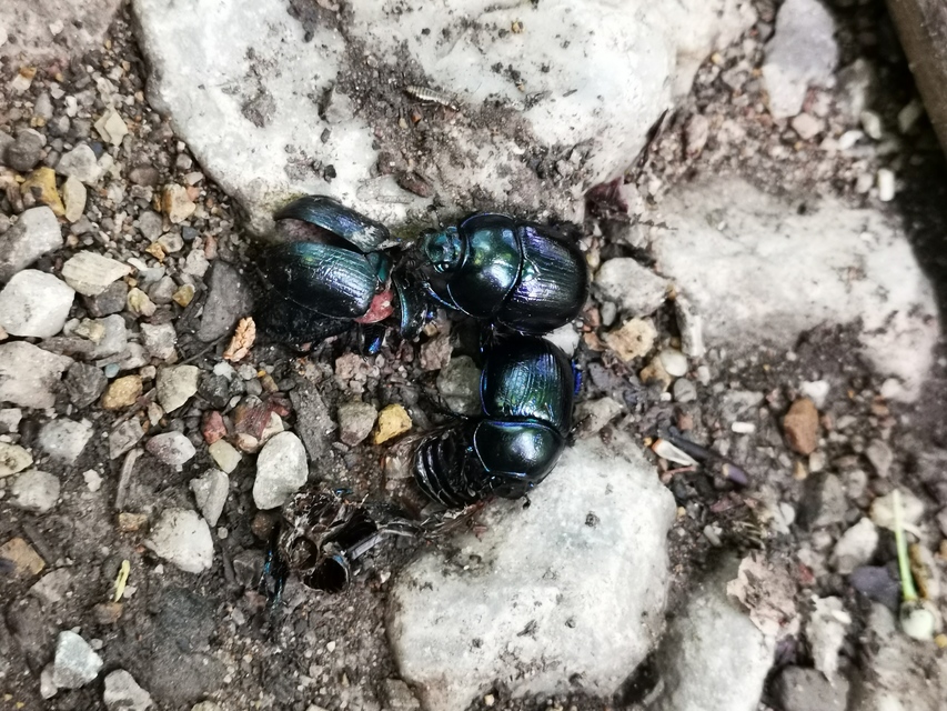Anoplotrupes stercorosus - erdei álganéjtúró