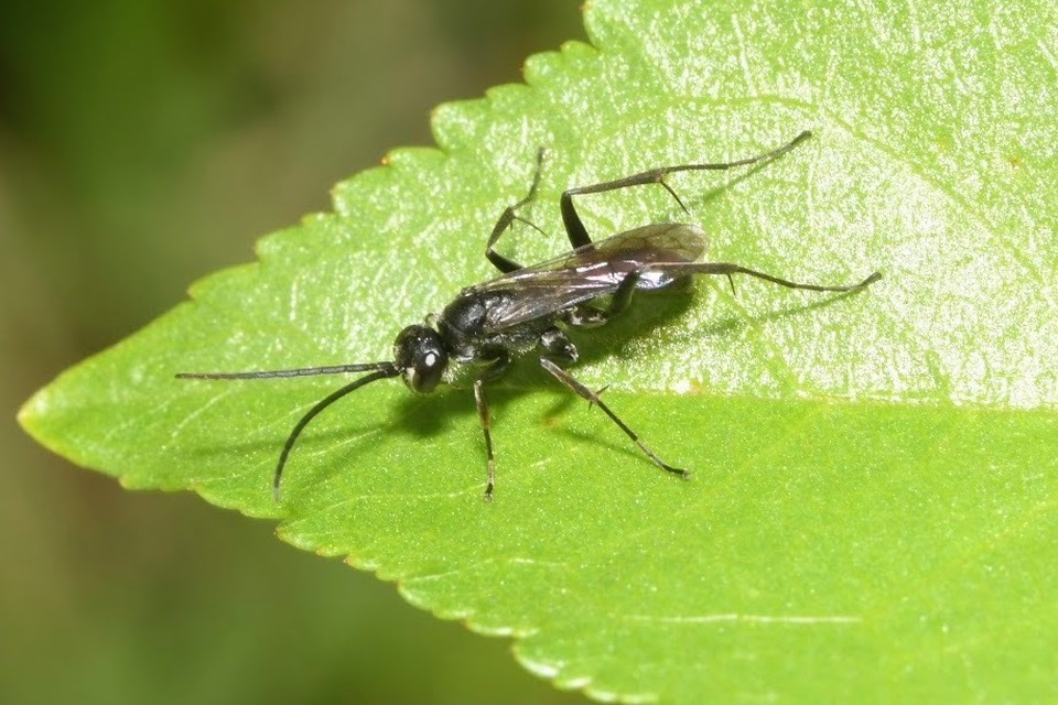 Auplopus