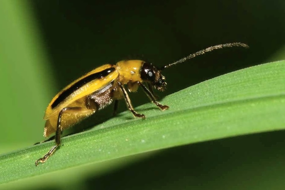 Diabrotica virgifera - amerikai kukoricabogár