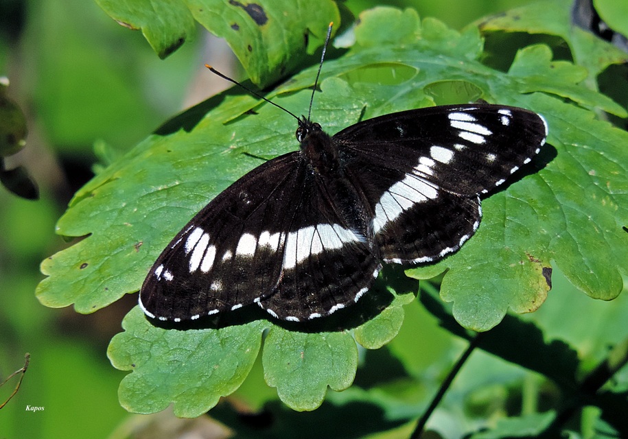 Limenitis camilla - kis lonclepke